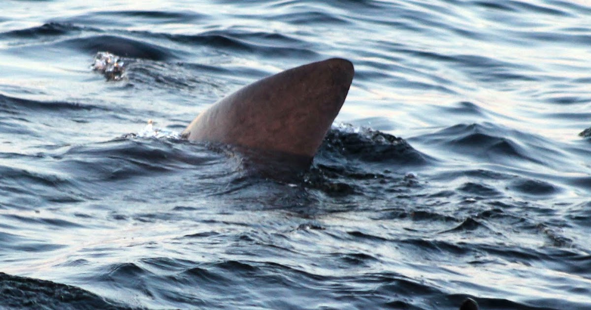 basking shark commentary But the publicity around the great white shark of jaws fame far island has plenty of sharks — blue, mako, thresher and basking sharks are. basking shark commentary But the publicity around the great white shark of jaws fame far island has plenty of sharks — blue, mako, thresher and basking sharks are.