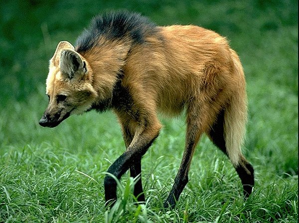 Animales en peligro de extincion