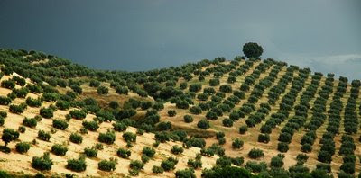olive bushes
