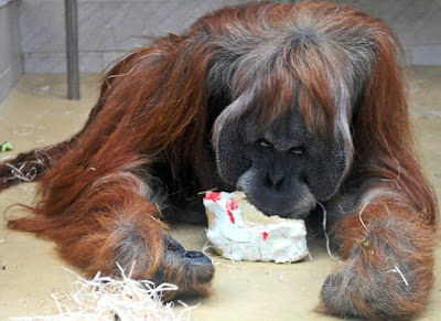 EatingItsBirthdayCake-OrangUtan01.jpg