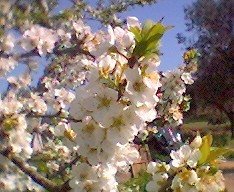 [070318+143416[1].jpg+ameixeira.jpg]