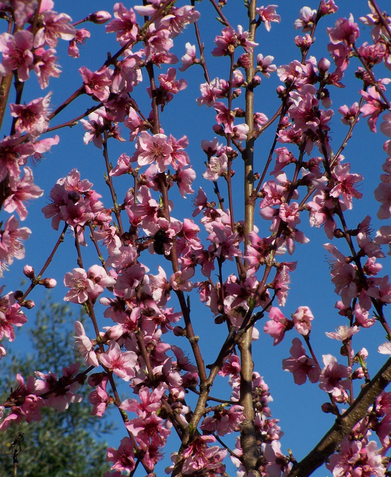 [Imagem+pr+blog+passeio+2008+017.jpg]