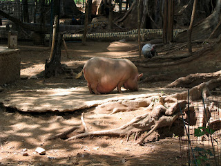 porky piggy