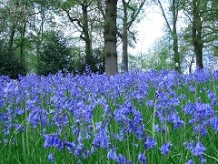 [bluebell-8.jpg]