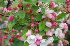 [blossom.JPG]
