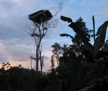 [native-people-living-in-tree-houses.jpg]