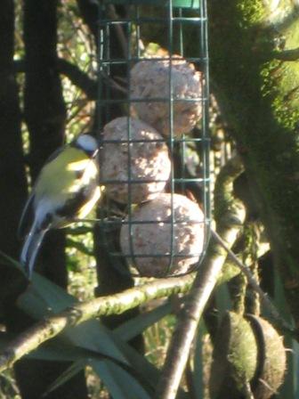 [birds2+09+001.JPG]