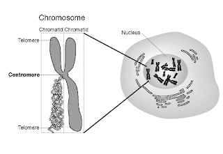 chromosome chromatid centromere