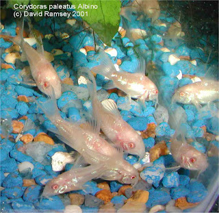 IKAN HIAS AIR TAWAR - Page 2 Albpal2