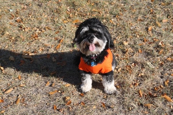 [alfie+pumpkin.bmp]
