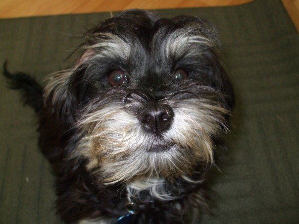 [alfie+eyes.jpg]