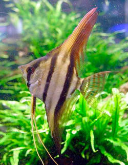 http://4.bp.blogspot.com/_ODLGY2oViaE/RXz33k97DZI/AAAAAAAAAPA/ryx6tq_hV7k/s400/Large_Angelfish2.jpg