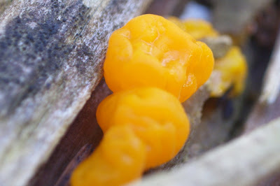 yellow jelly fungus