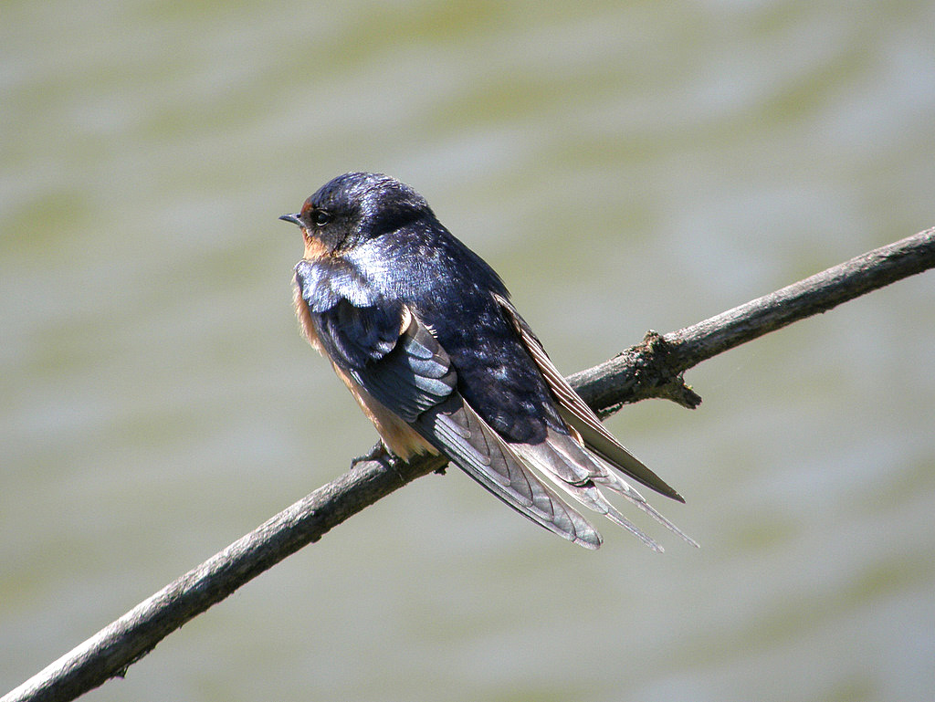 Two Swallow Birds