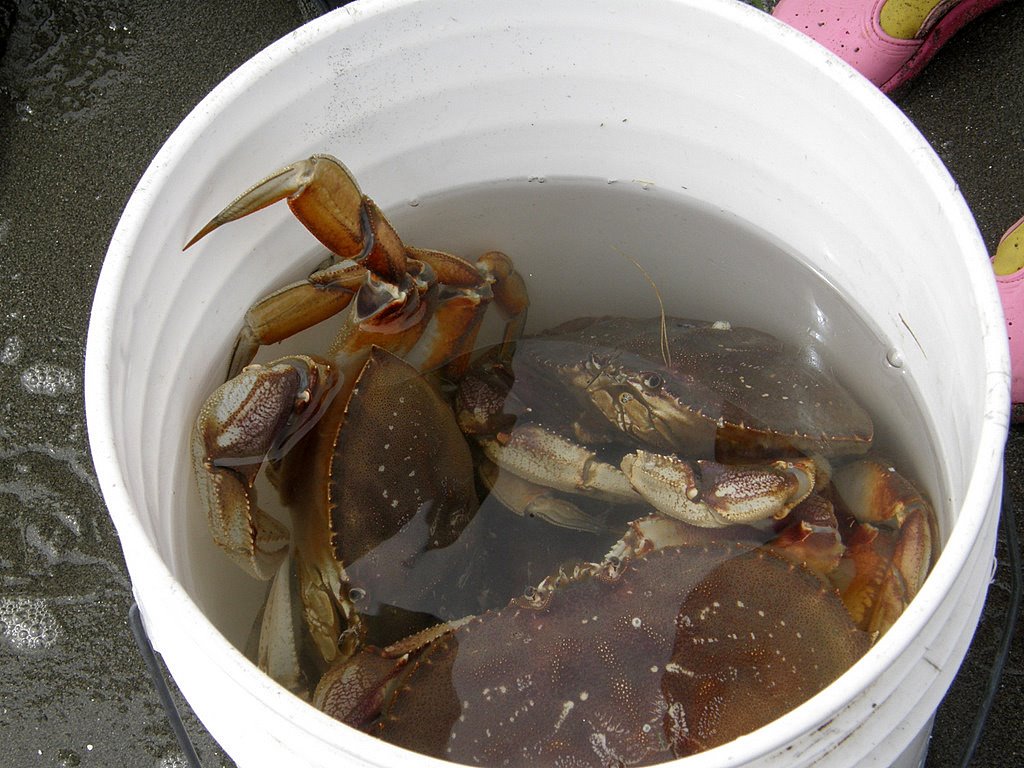 [Bucket+of+crabs.JPG]