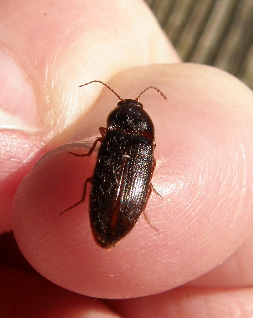 [Finger+beetle.JPG]