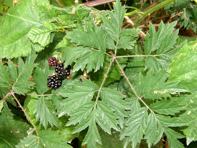 vine. Evergreen blackberry