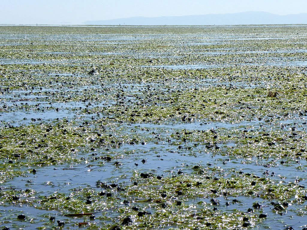Ilyanassa Obsoleta