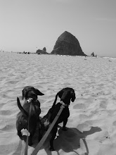 The pups at the rock