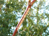 虫害?のカジイチゴ枝