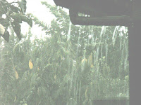 雷雨