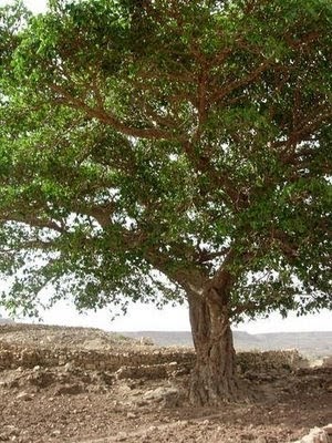 24 / 7: Pohon Ara Yang Dikutuk