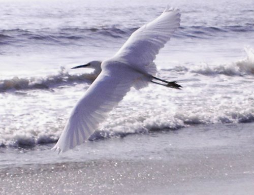 [heron_print.jpg]