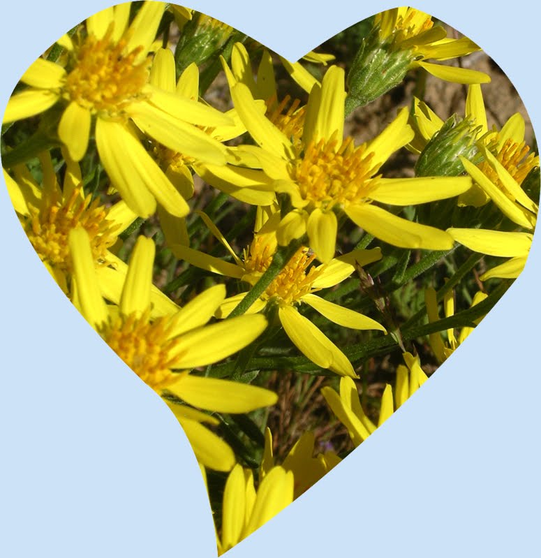 [heart_smaller+0174+blue.jpg]