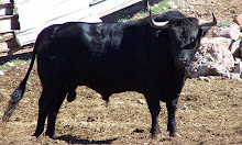 TORO DE MIGUEL BETETA Nº 51 G 2 NOMBRE ROCIERO