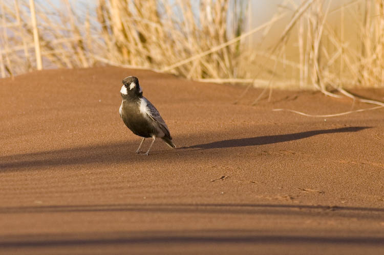 [Grey+Backed+Sparrow+Lark.jpg]