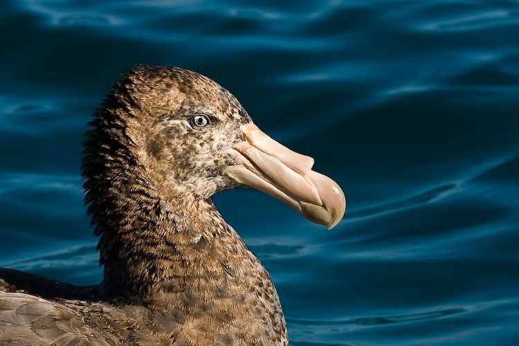 [Northern+Giant+Petrel+Macronectes+halli-2.jpg]