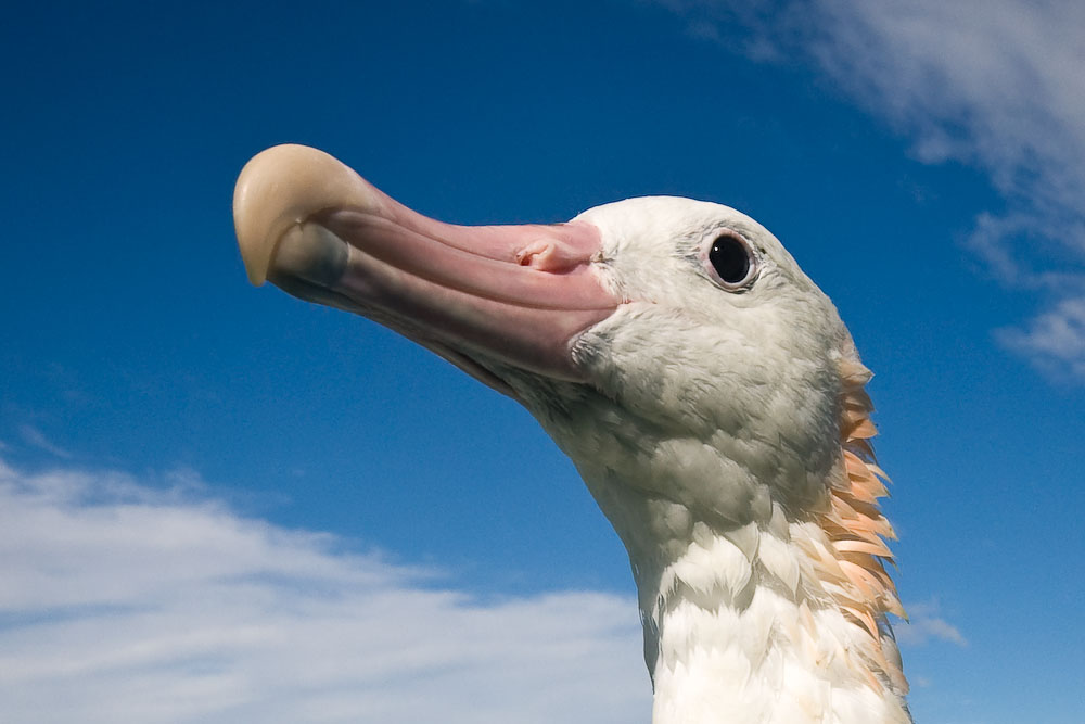 [Wandering+Albatross.jpg]