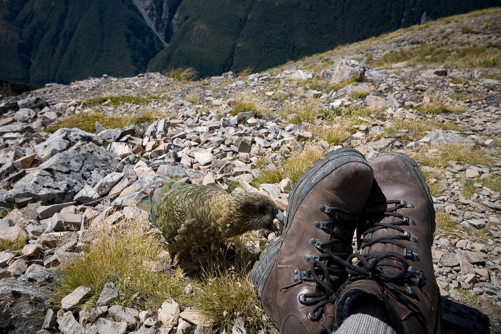 [Kea+eating+from+Hiking+Boots.jpg]
