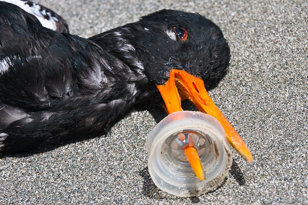 Peregrine's Bird Blog The Plastic Waste That Is In Our Oceans Claims
