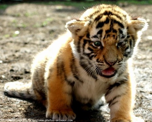 Salvemos animales en peligro de extinción