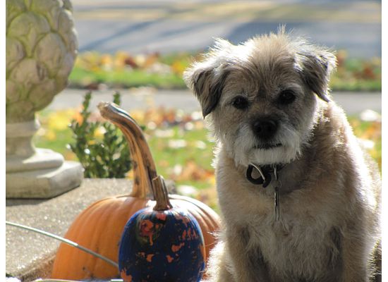 eclsia in dogs pro ecclesia pro familia pro civitate my favorite season autumn is here eclsia in dogs pro ecclesia pro familia pro civitate my favorite season autumn is here