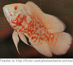 golden oscar fish golden oscar fish