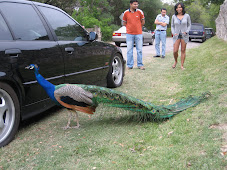 peacock pecking at his image