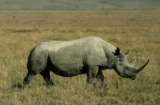 Rhino