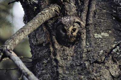 Amazing Camouflage Animals