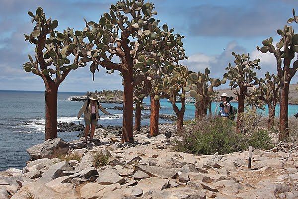 [GI_2009_SF_opuntia.jpg]