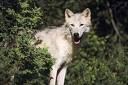 The Wolf Teacher