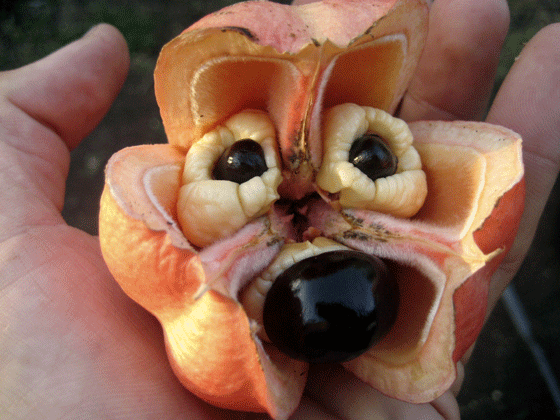 [Ackee.gif]