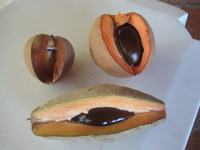 [Sapote_selection.gif]