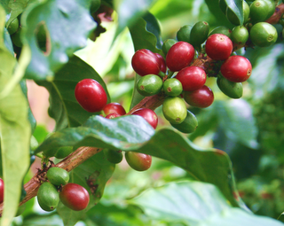[cerezas+de+cafe.png]