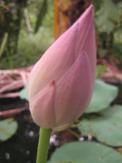 [Nelumbo.gif]