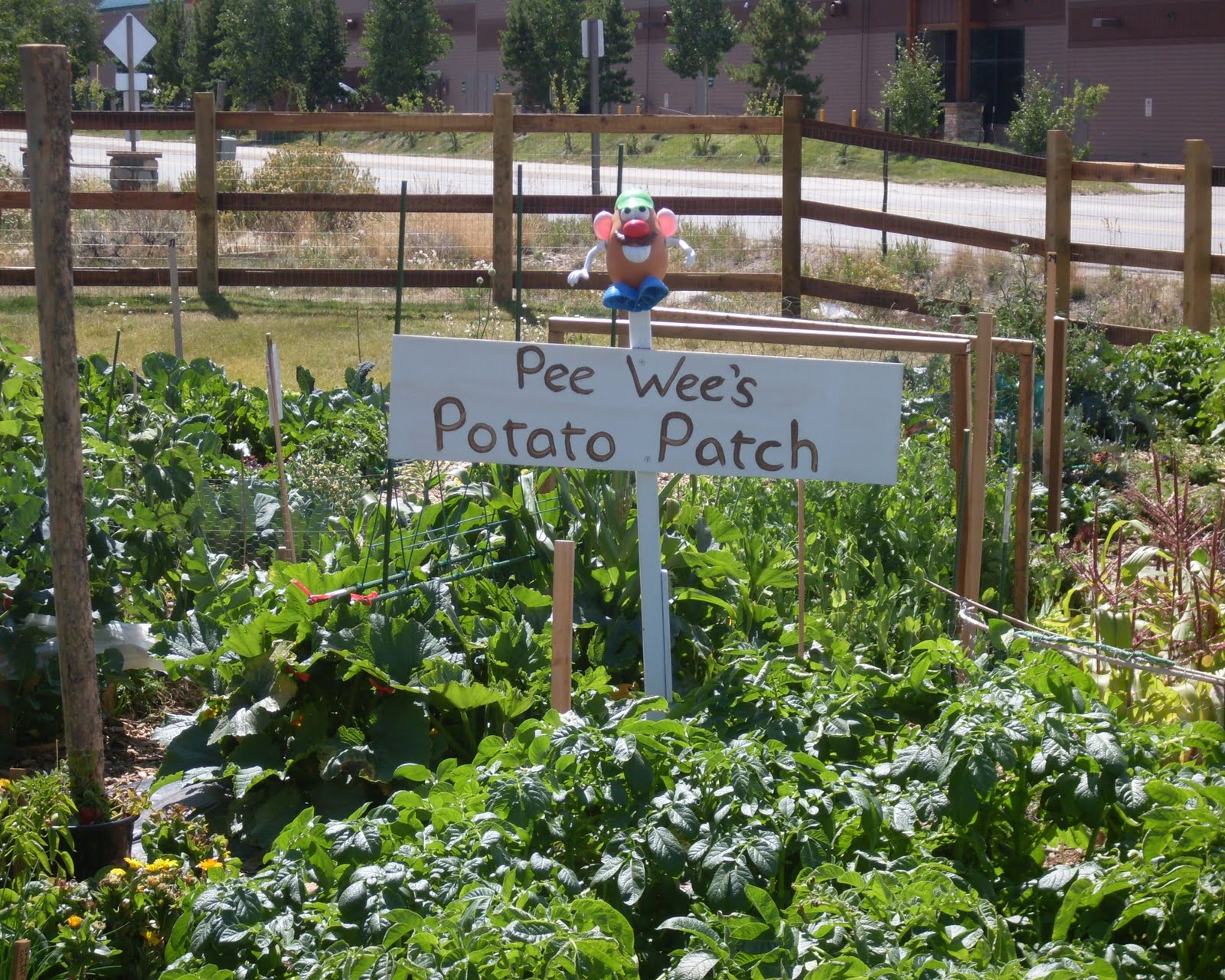 Backyard Food Garden