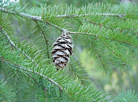 Real Christmas Trees Real Christmas Trees