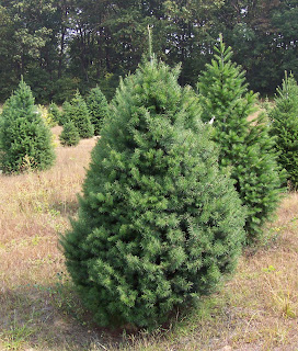 Real Christmas Trees Real Christmas Trees