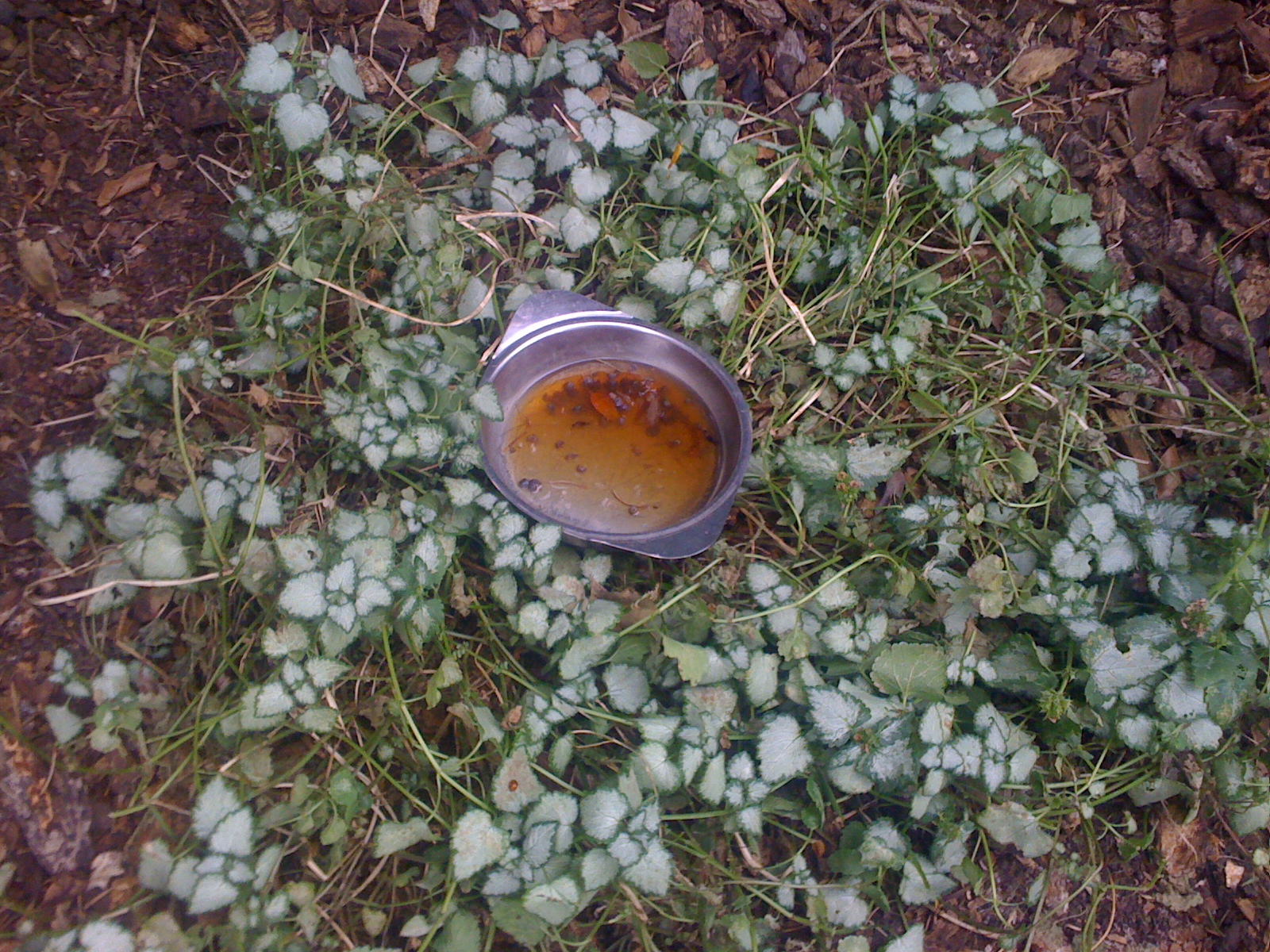 JeffCo Gardener: What do Beer and Slugs Have in Common? By Elaine Lockey